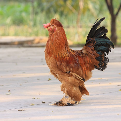 beijing  Oil  chicken rooster